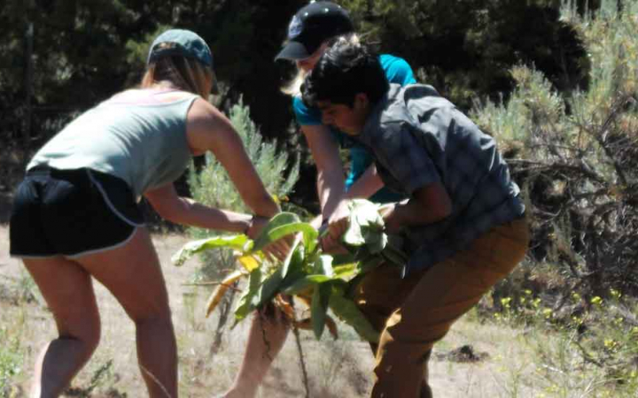 three teens pull up an invasive weed on service project with outward bound